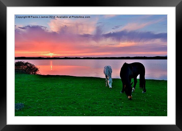 Horses at Sunset Framed Mounted Print by Paula J James