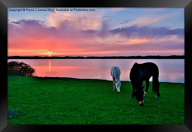 Horses at Sunset Framed Print by Paula J James