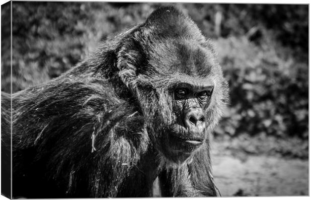 Gorilla in Thinking Canvas Print by Kirsty Herring