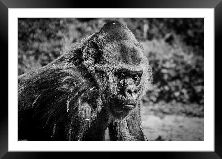 Gorilla in Thinking Framed Mounted Print by Kirsty Herring