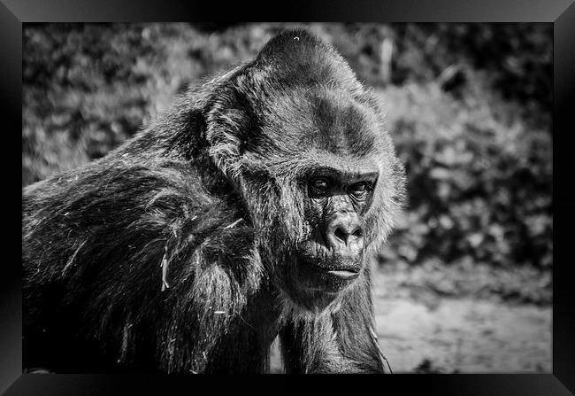 Gorilla in Thinking Framed Print by Kirsty Herring