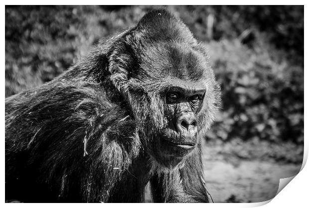 Gorilla in Thinking Print by Kirsty Herring