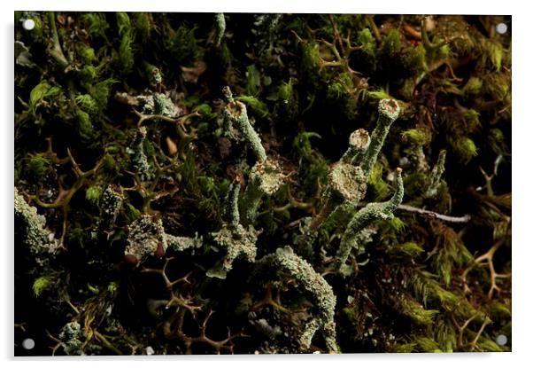 Lichen Super Close Up Acrylic by Graham Palmer