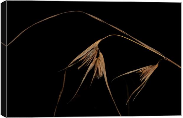 More Grass Seeds Canvas Print by Graham Palmer