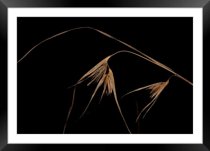 More Grass Seeds Framed Mounted Print by Graham Palmer