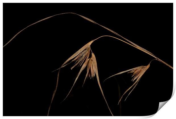 More Grass Seeds Print by Graham Palmer