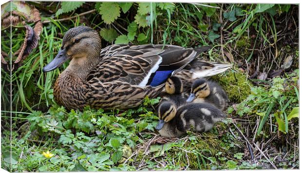 mum with ducklings Canvas Print by nick wastie