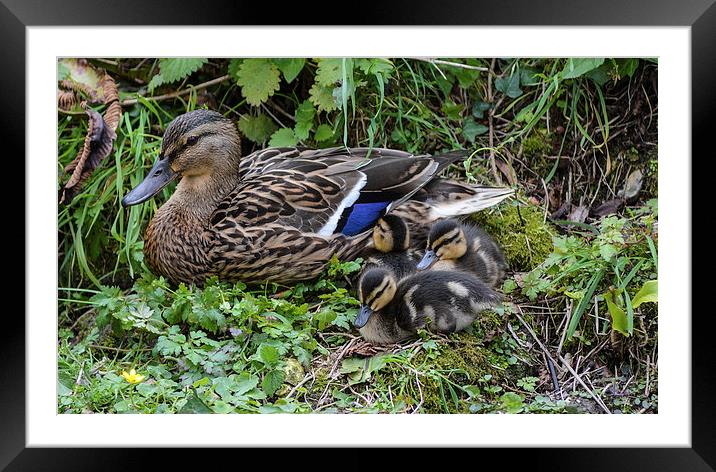 mum with ducklings Framed Mounted Print by nick wastie