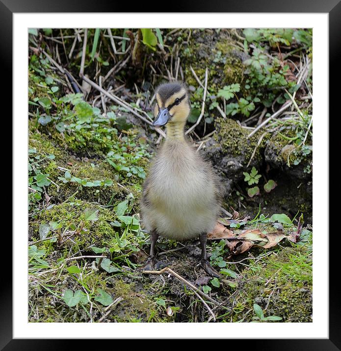ugly duckling Framed Mounted Print by nick wastie