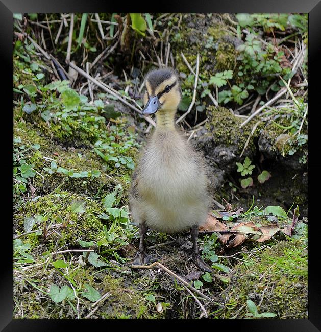 ugly duckling Framed Print by nick wastie