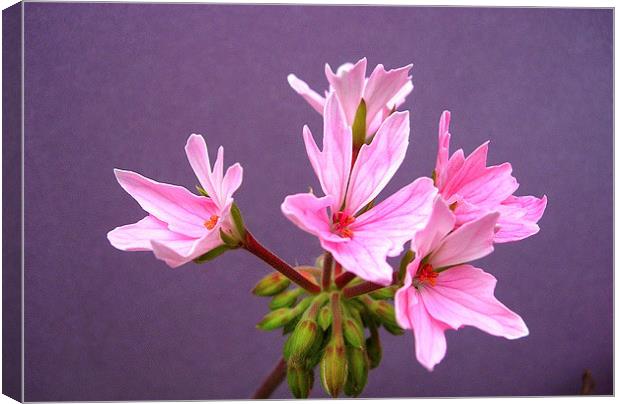 Pink Pelargonium Canvas Print by james richmond