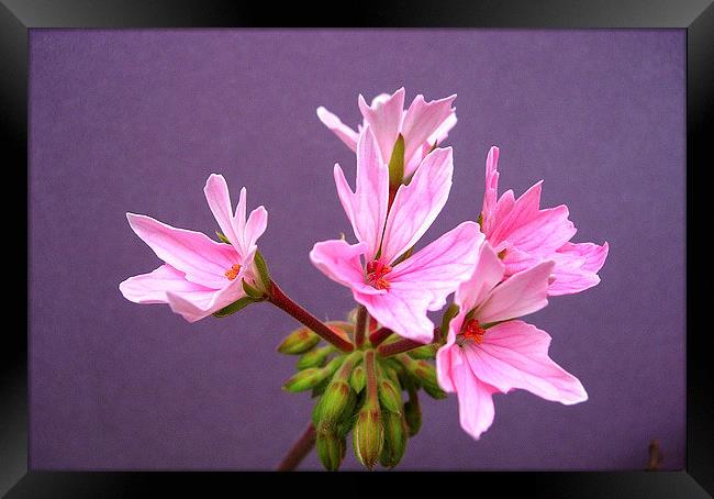 Pink Pelargonium Framed Print by james richmond