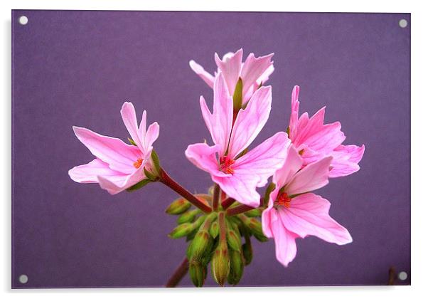 Pink Pelargonium Acrylic by james richmond