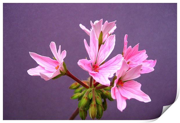 Pink Pelargonium Print by james richmond