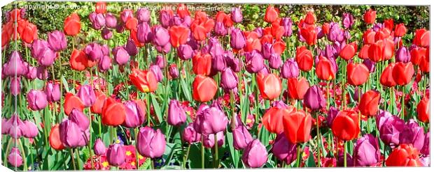 TULIPS Canvas Print by Anthony Kellaway