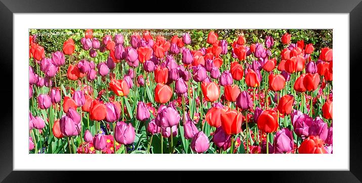 TULIPS Framed Mounted Print by Anthony Kellaway