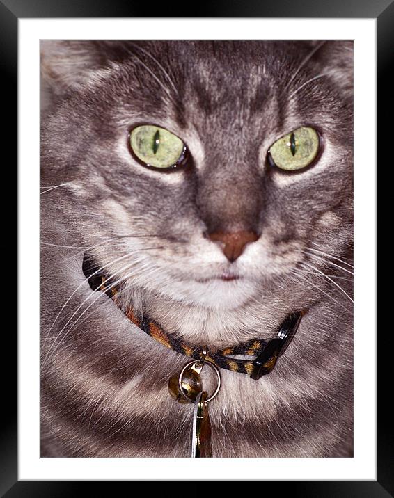 Cat Face Framed Mounted Print by Thomas Grob
