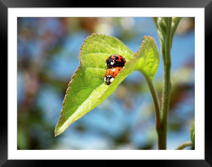 Ladybird Lust Framed Mounted Print by michelle whitebrook