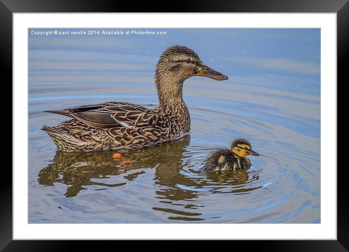mothers love Framed Mounted Print by paul neville