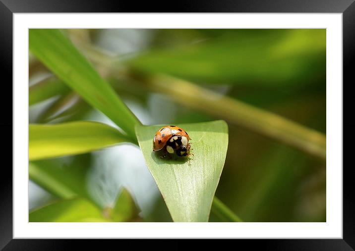 Ladybird Lunch Framed Mounted Print by michelle whitebrook