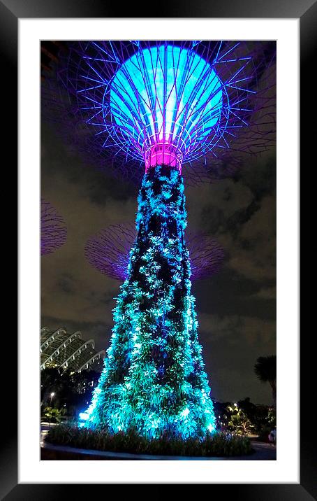 Gardens by the Bay Tree Framed Mounted Print by Mark McDermott