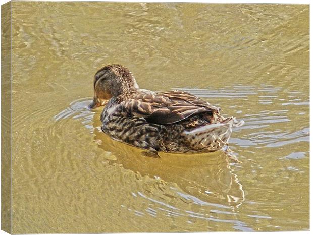Dipping Duckling Canvas Print by Emma Ward