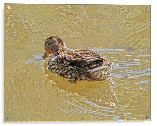 Dipping Duckling Acrylic by Emma Ward