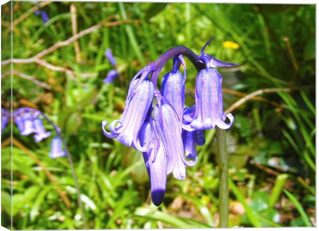 Bluebells Canvas Print by Paul Ayers