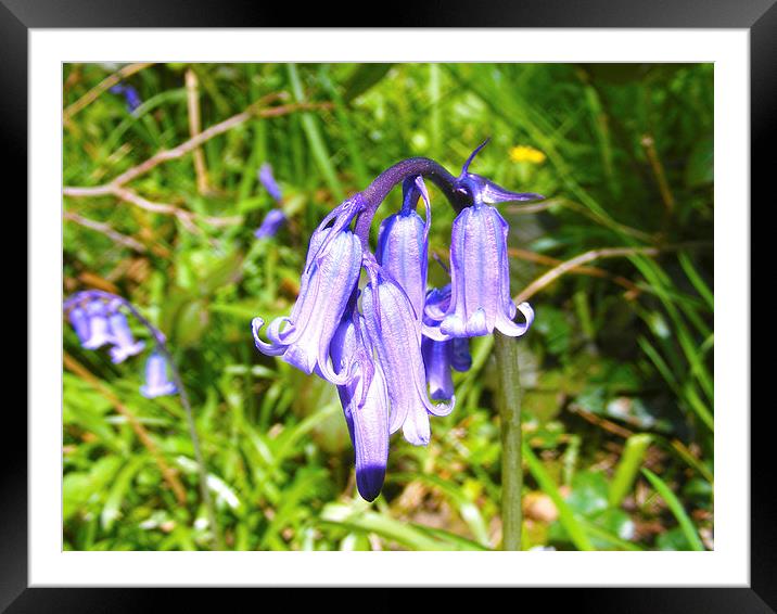 Bluebells Framed Mounted Print by Paul Ayers