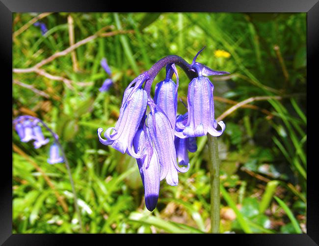 Bluebells Framed Print by Paul Ayers