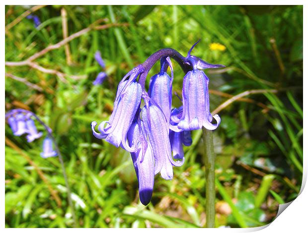 Bluebells Print by Paul Ayers