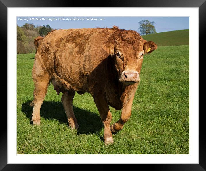 Limousin Cow Framed Mounted Print by Pete Hemington
