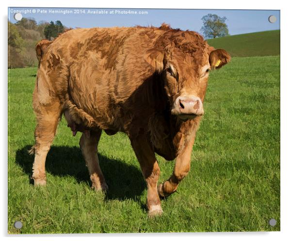 Limousin Cow Acrylic by Pete Hemington
