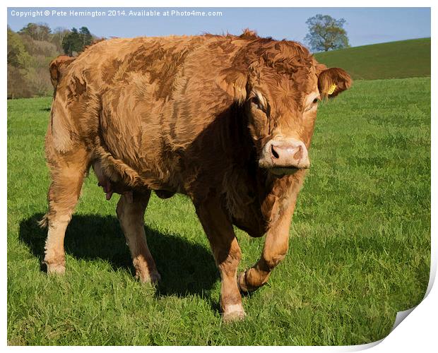 Limousin Cow Print by Pete Hemington