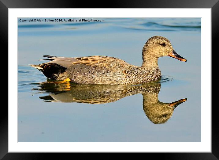 Reflected Gadwall Framed Mounted Print by Alan Sutton