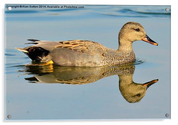Reflected Gadwall Acrylic by Alan Sutton