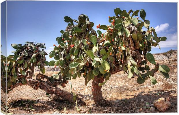 Opuntia ficus-indica Canvas Print by Tom Gomez