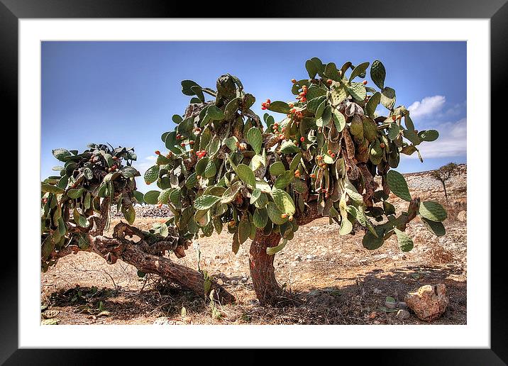 Opuntia ficus-indica Framed Mounted Print by Tom Gomez