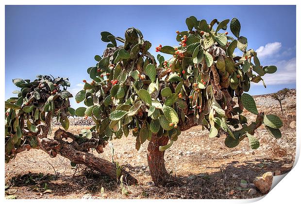 Opuntia ficus-indica Print by Tom Gomez