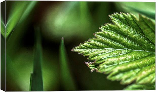 Macro Leaf Canvas Print by Laura Witherden