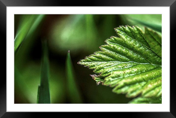 Macro Leaf Framed Mounted Print by Laura Witherden