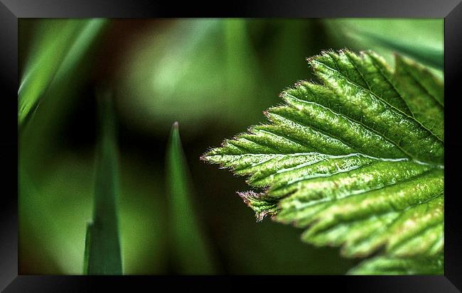 Macro Leaf Framed Print by Laura Witherden