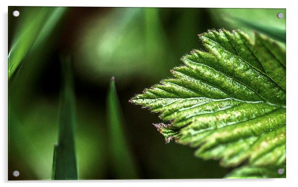 Macro Leaf Acrylic by Laura Witherden