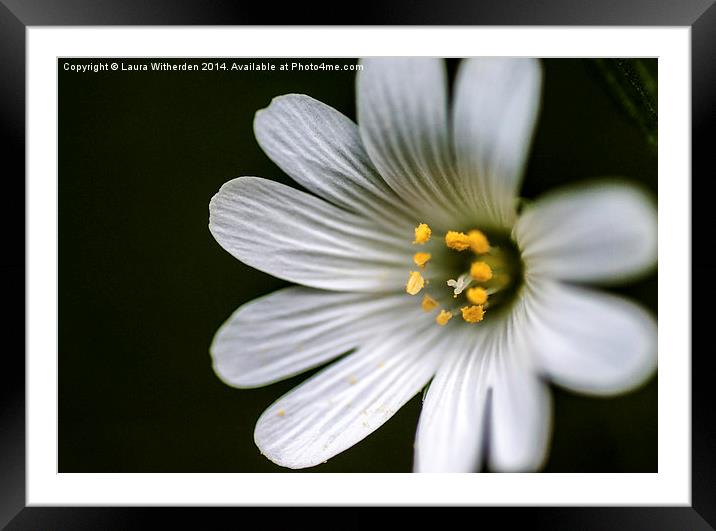 Macro flower Framed Mounted Print by Laura Witherden