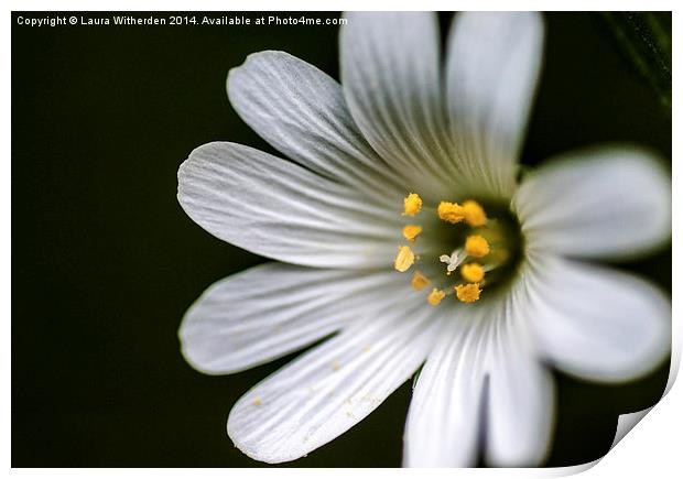 Macro flower Print by Laura Witherden