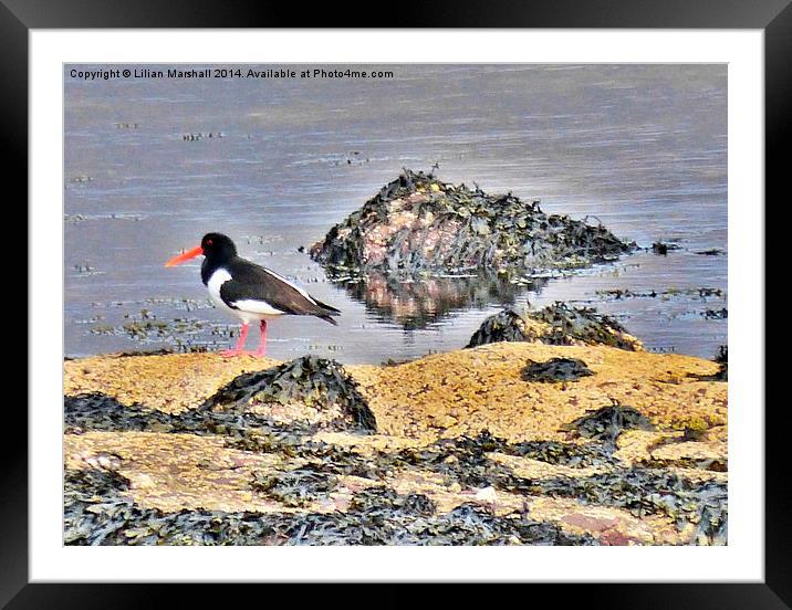 Oyster Catcher on the Rocks. Framed Mounted Print by Lilian Marshall