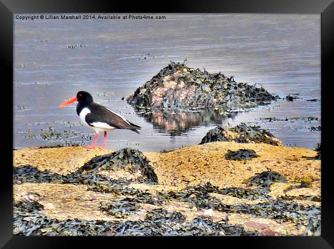 Oyster Catcher on the Rocks. Framed Print by Lilian Marshall