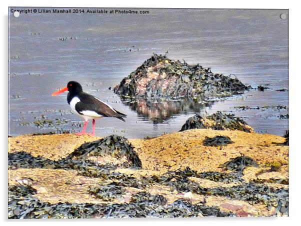 Oyster Catcher on the Rocks. Acrylic by Lilian Marshall