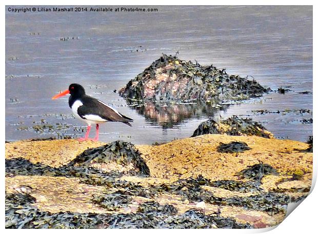 Oyster Catcher on the Rocks. Print by Lilian Marshall
