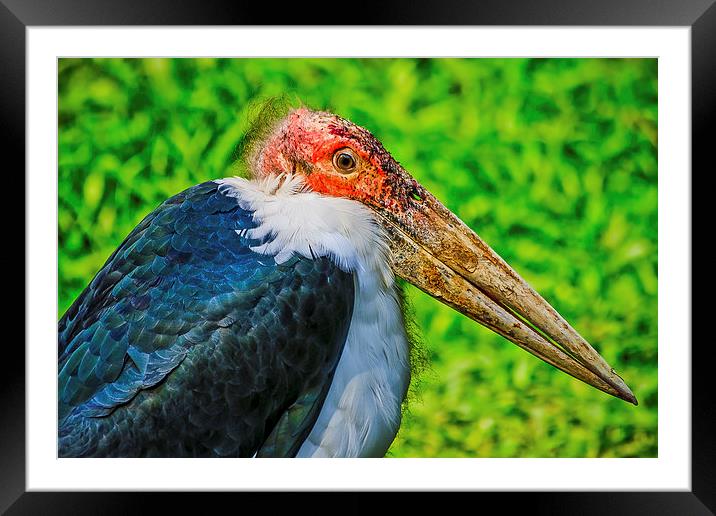 Marabou Stork Framed Mounted Print by Ray Shiu